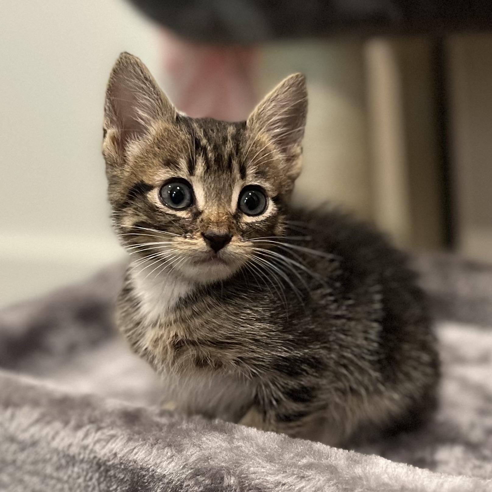 Enlarge Tiger Lily (bonded to Crystal), a Adopted Domestic Short Hair in San Francisco, CA image 3/6
