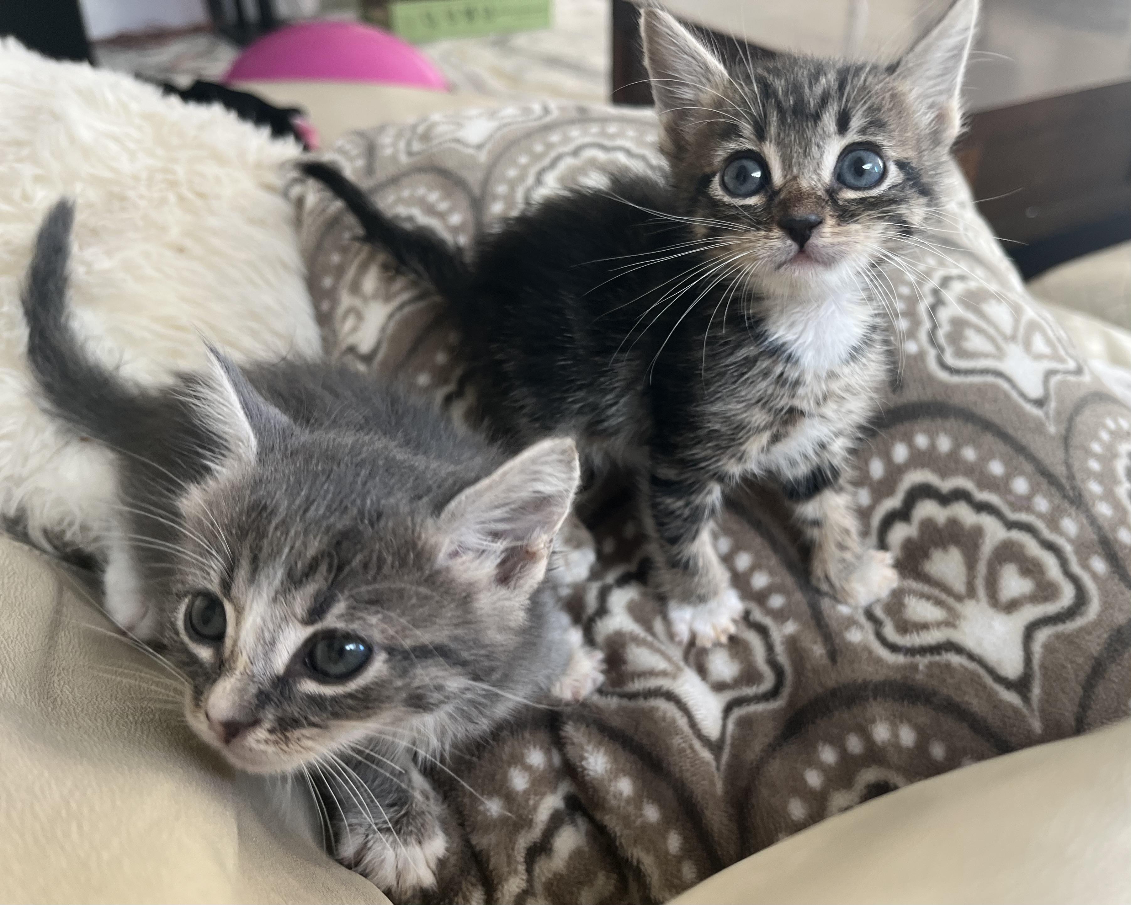 Enlarge Tiger Lily (bonded to Crystal), a Adopted Domestic Short Hair in San Francisco, CA image 5/6