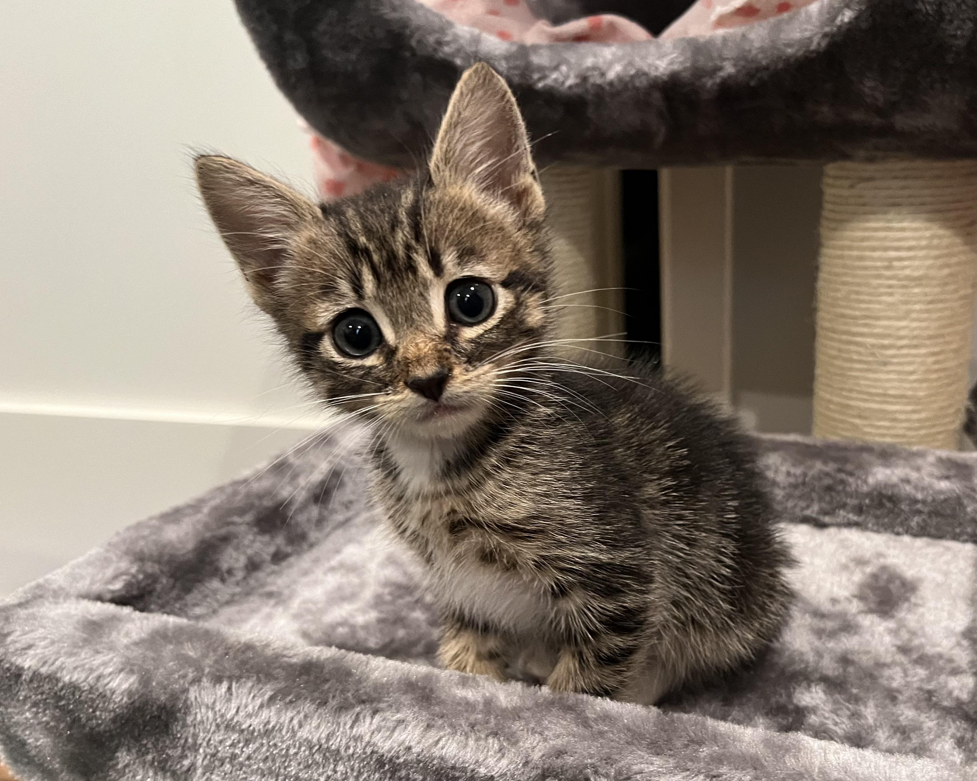 Enlarge Tiger Lily (bonded to Crystal), a Adopted Domestic Short Hair in San Francisco, CA image 6/6