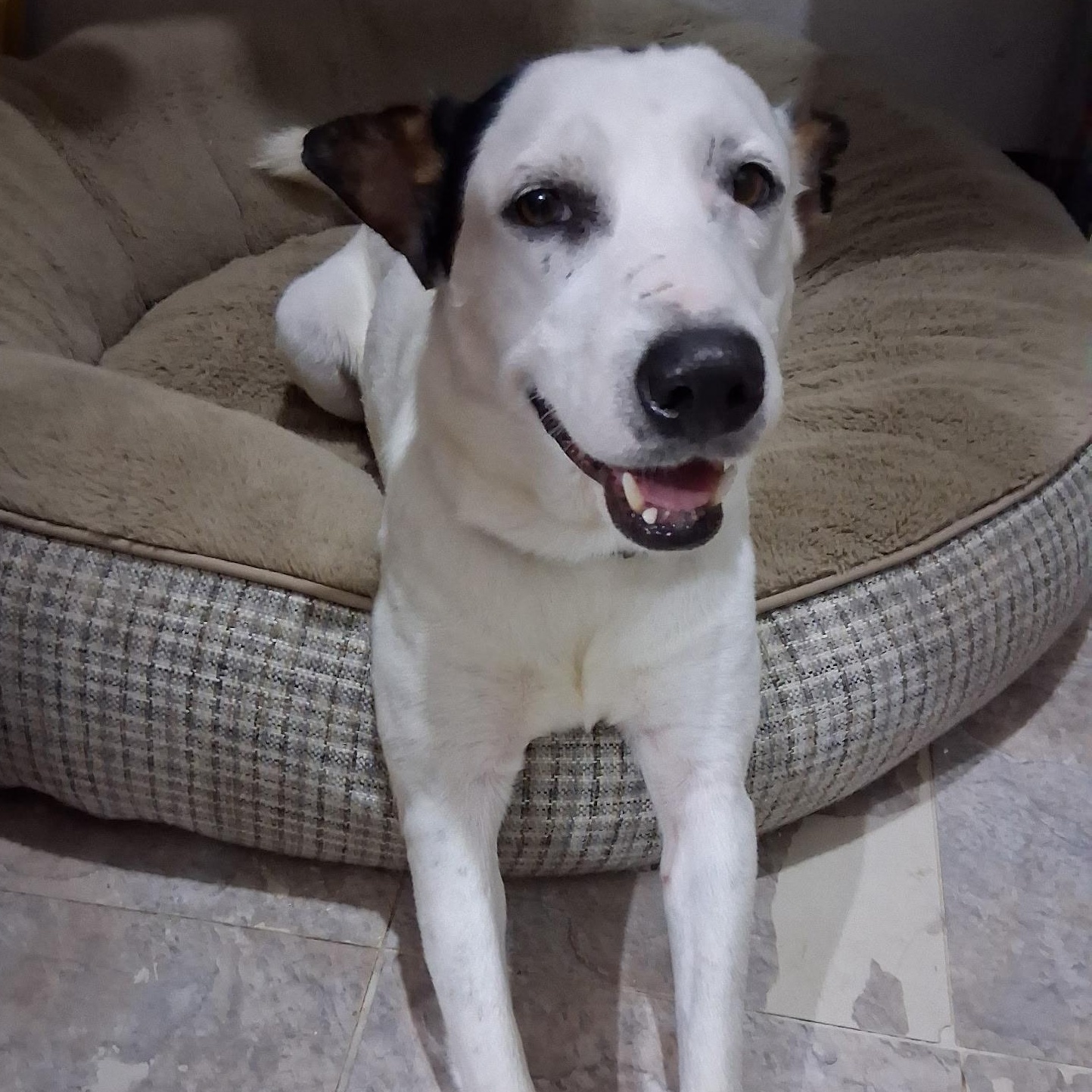 Enlarge Gadget, a Adoptable mixed breed in Short Hills, NJ image 2/3