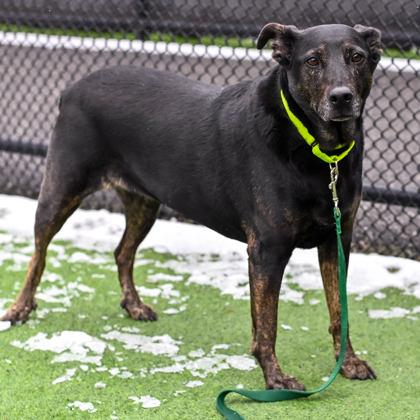 Roxie, ADOPTABLE, Adult Female Mixed Breed.
