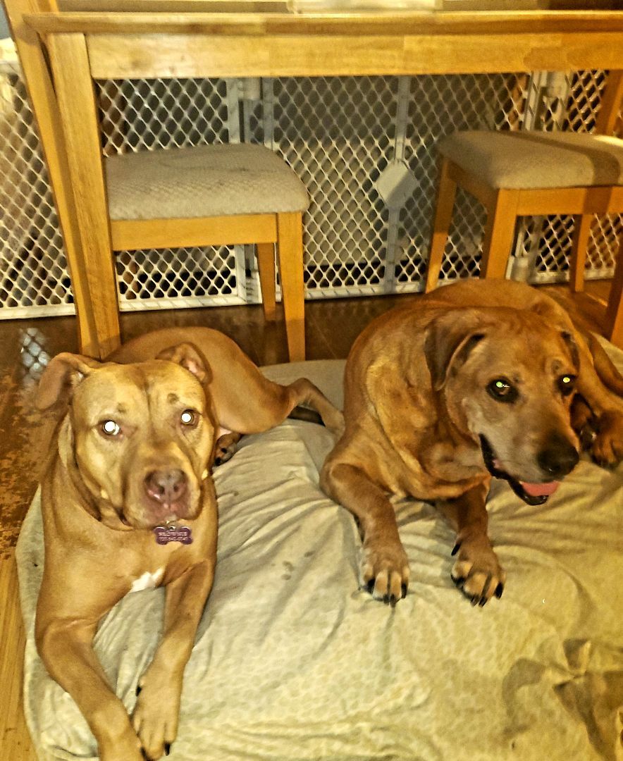 Enlarge BROWNIE, a Adoptable mixed breed in Largo, FL image 4/6