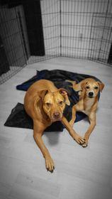 Enlarge BROWNIE, a Adoptable mixed breed in Largo, FL image 6/6