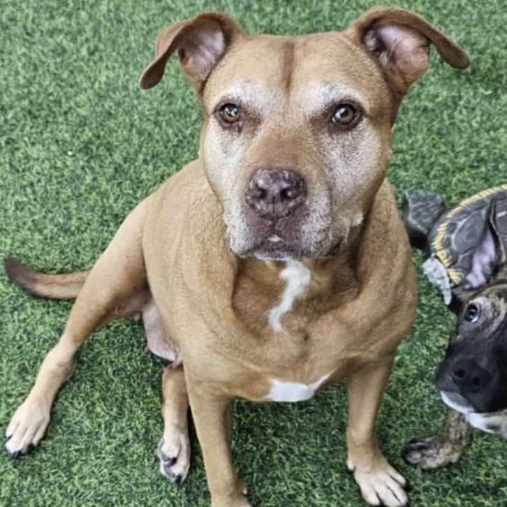 Enlarge BROWNIE, a Adoptable mixed breed in Largo, FL image 1/6