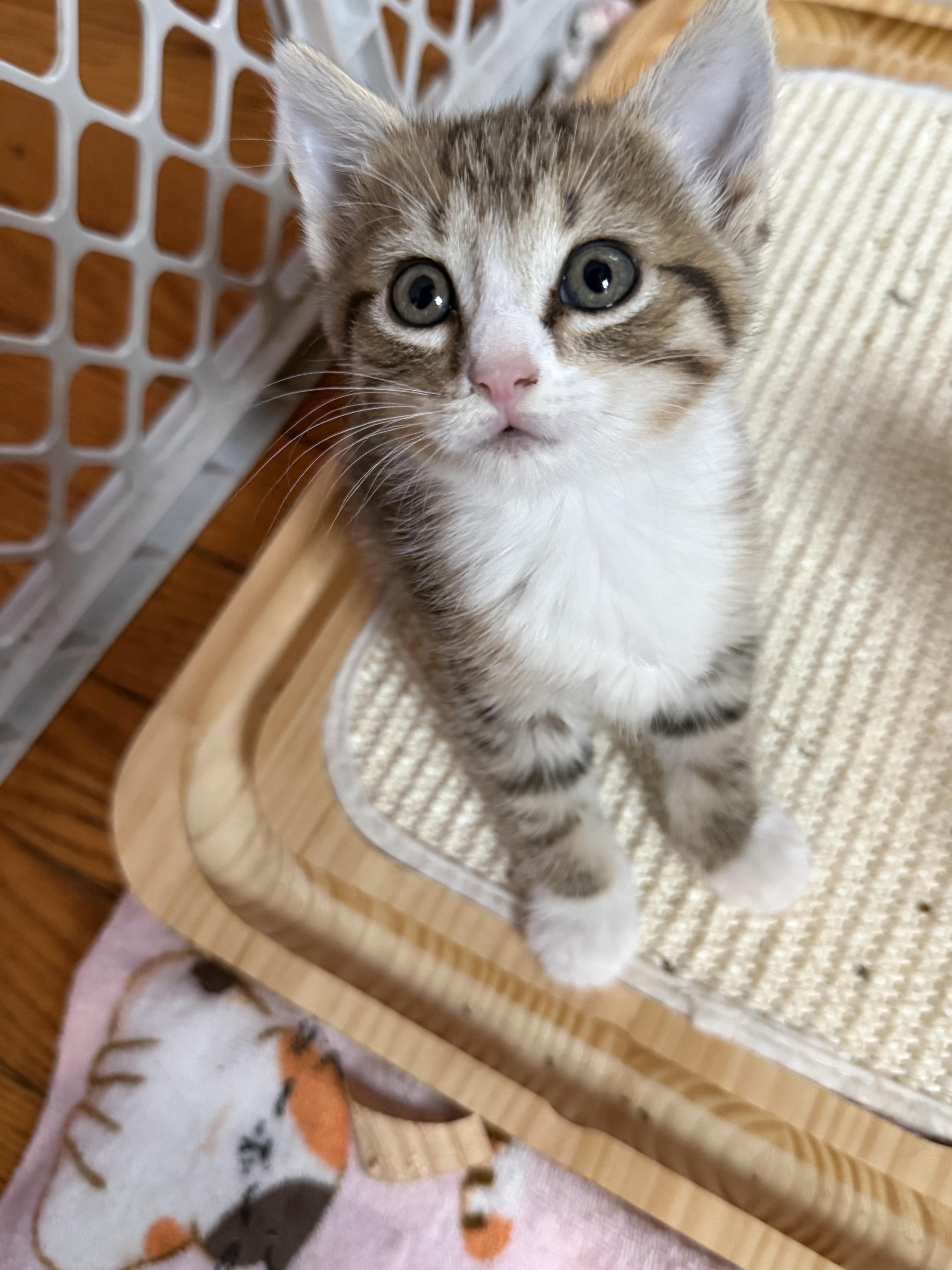 Apolla, ADOPTABLE, Kitten Female Domestic Short Hair.