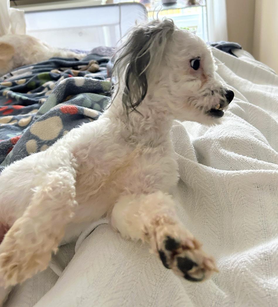 Enlarge Romme, an adopted mixed breed in Scottsburg, IN image 4/6