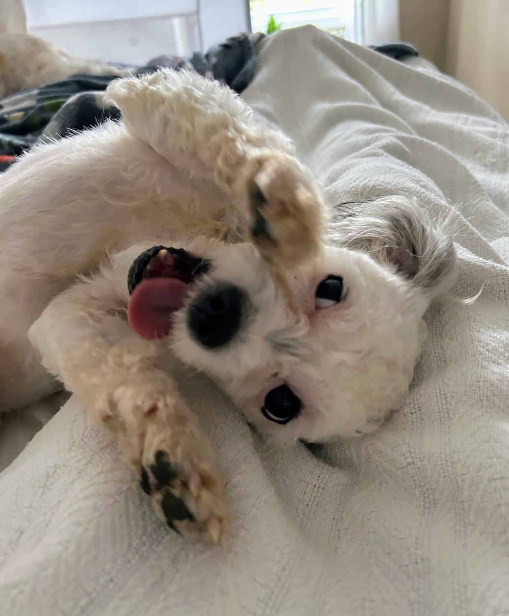 Enlarge Romme, an adopted mixed breed in Scottsburg, IN image 3/6