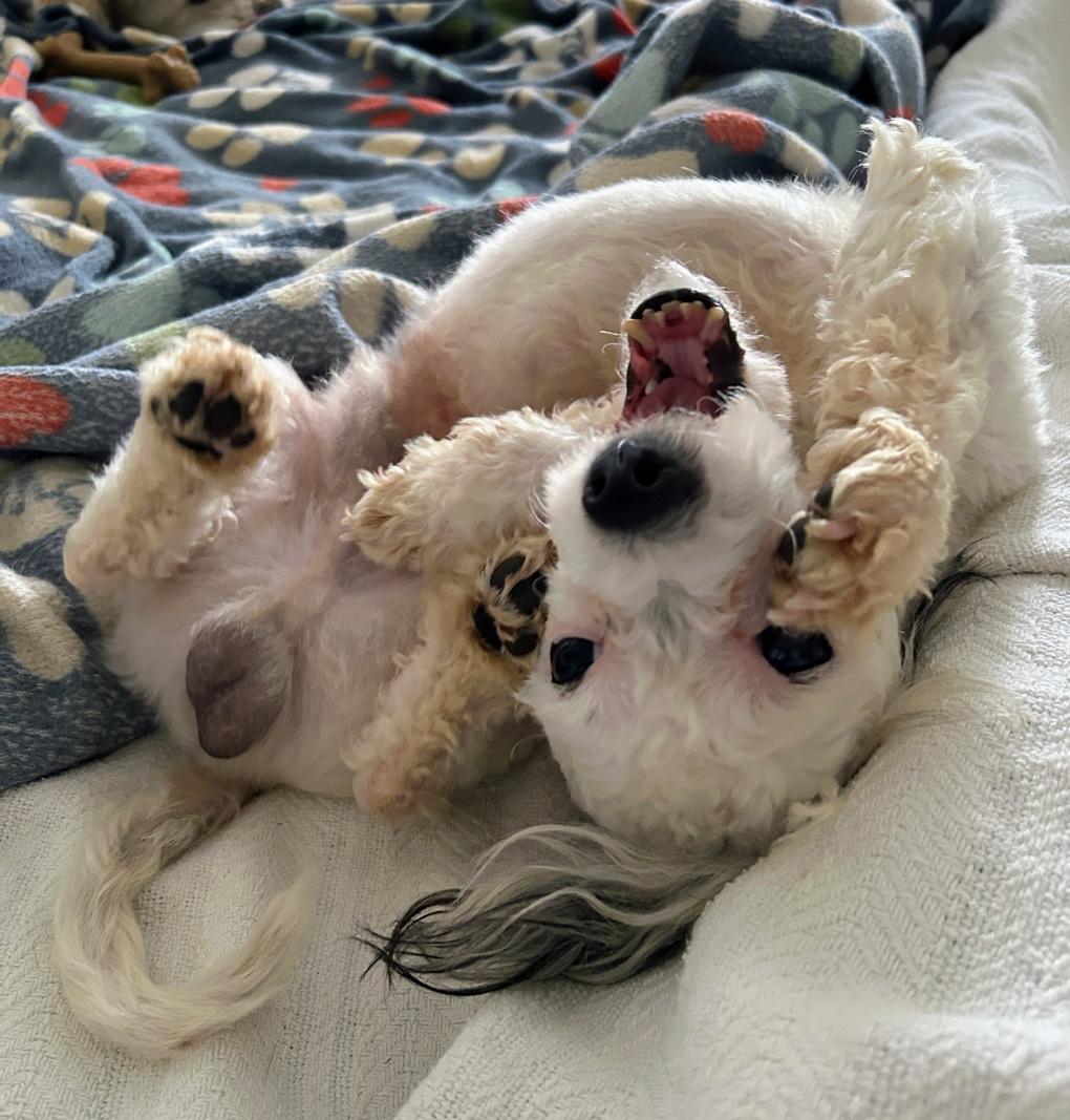 Enlarge Romme, an adopted mixed breed in Scottsburg, IN image 2/6