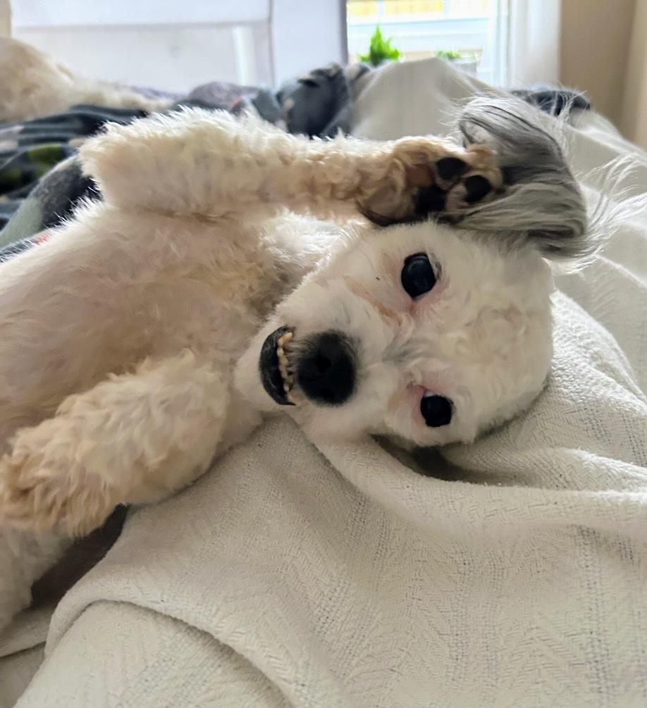 Romme, adopted, Adult Male Poodle.