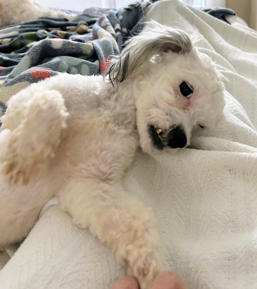 Enlarge Romme, an adopted mixed breed in Scottsburg, IN image 5/6