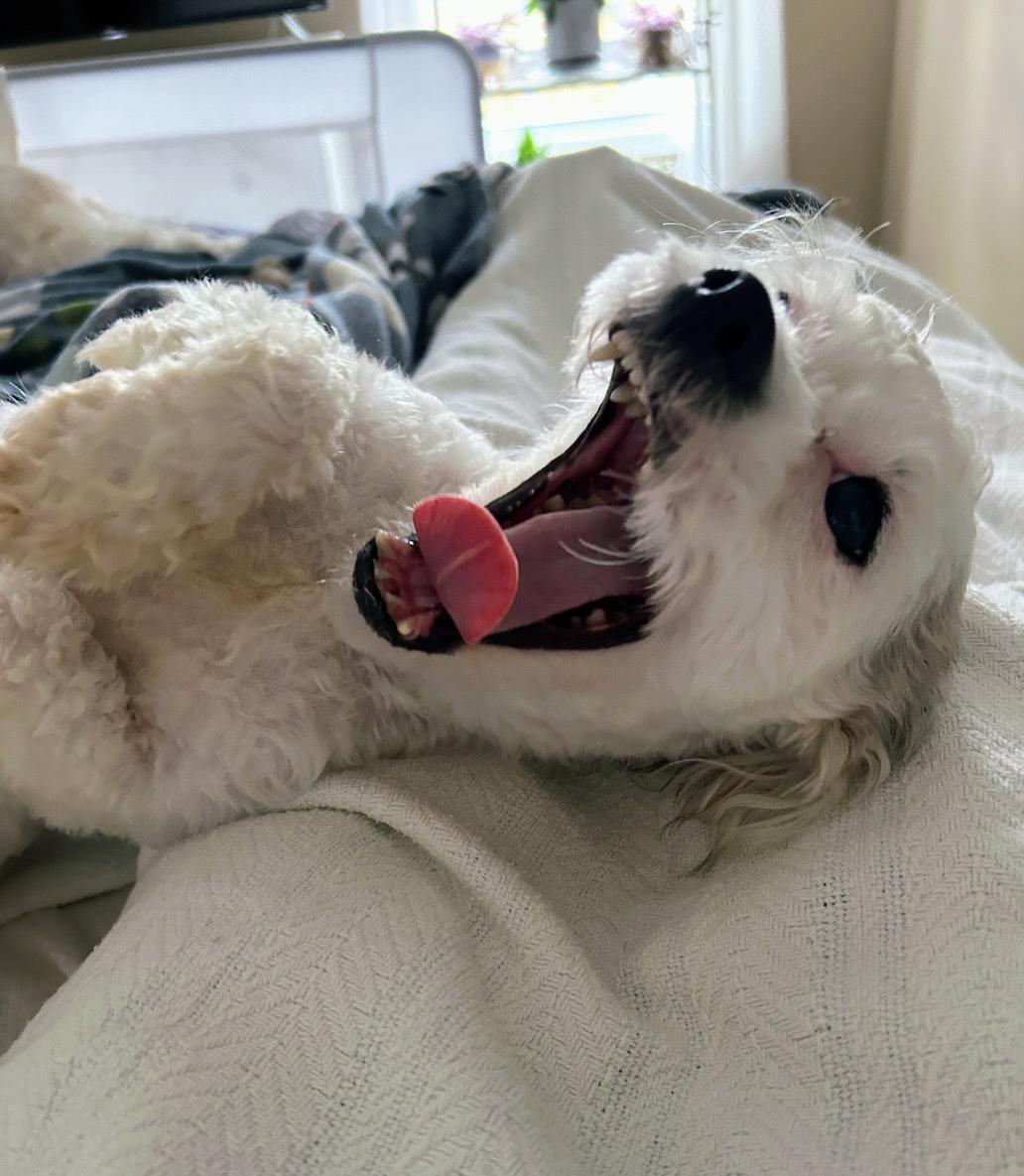 Enlarge Romme, an adopted mixed breed in Scottsburg, IN image 6/6