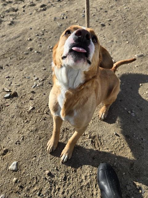 Enlarge WINNIE, a Adoptable mixed breed in Casper, WY image 1/1