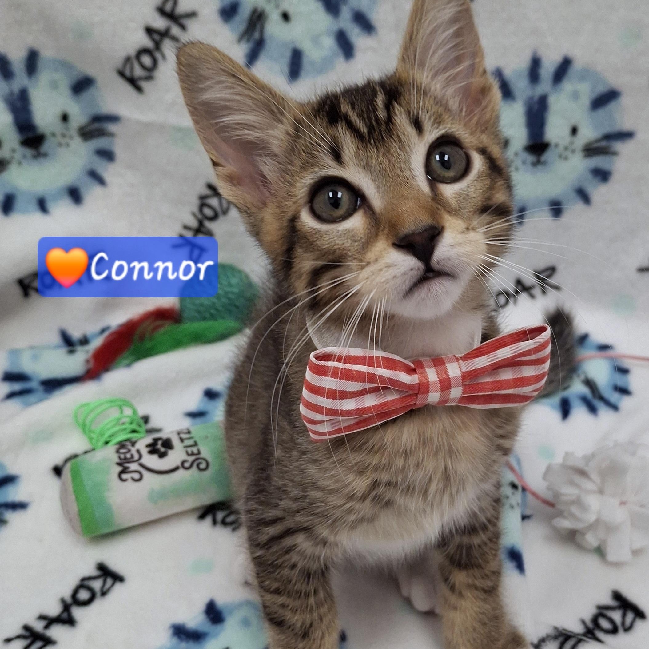 Connor, a Adoptable mixed breed in Yorba Linda, CA image 1/6