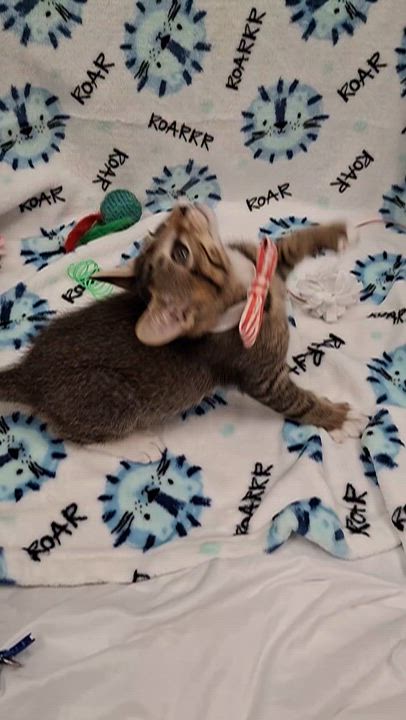 Enlarge Connor, a Adoptable mixed breed in Yorba Linda, CA video 6/6