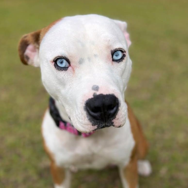 Enlarge Luna, an adopted mixed breed in Ayden, NC image 1/2