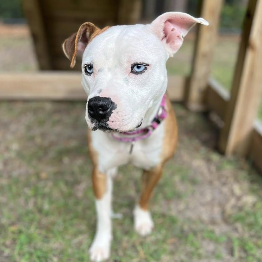 Enlarge Luna, an adopted mixed breed in Ayden, NC image 2/2