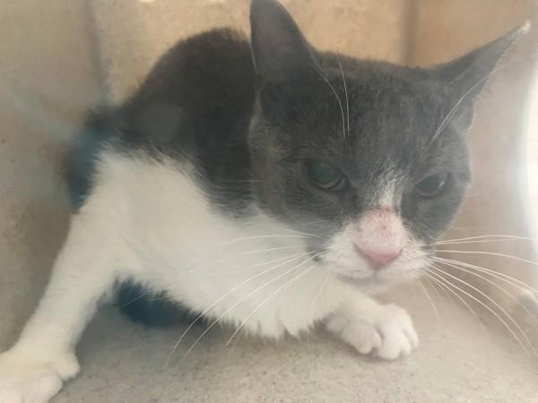 Makaroni, Adoptable, Adult Female Domestic Short Hair.