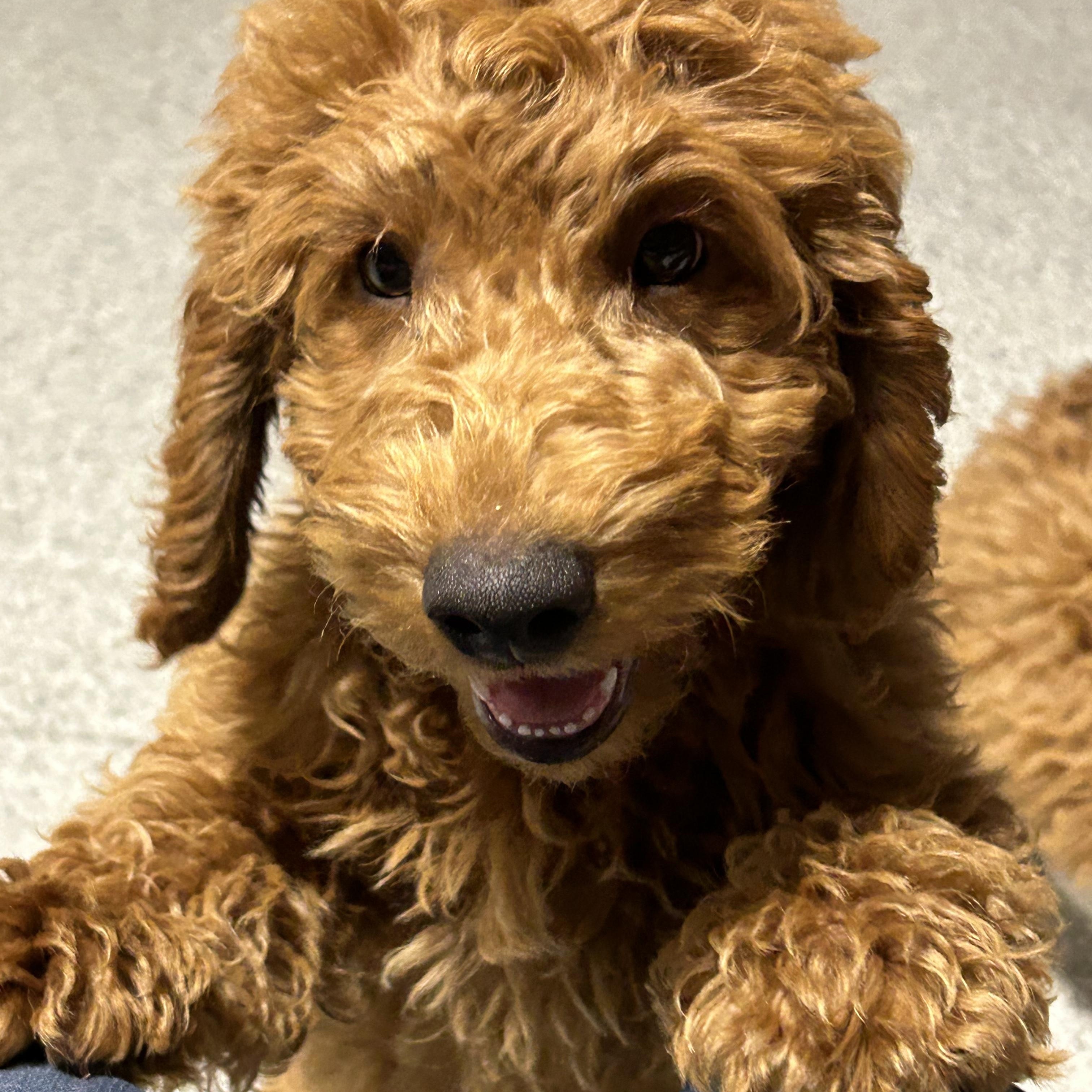 Mini. Solo