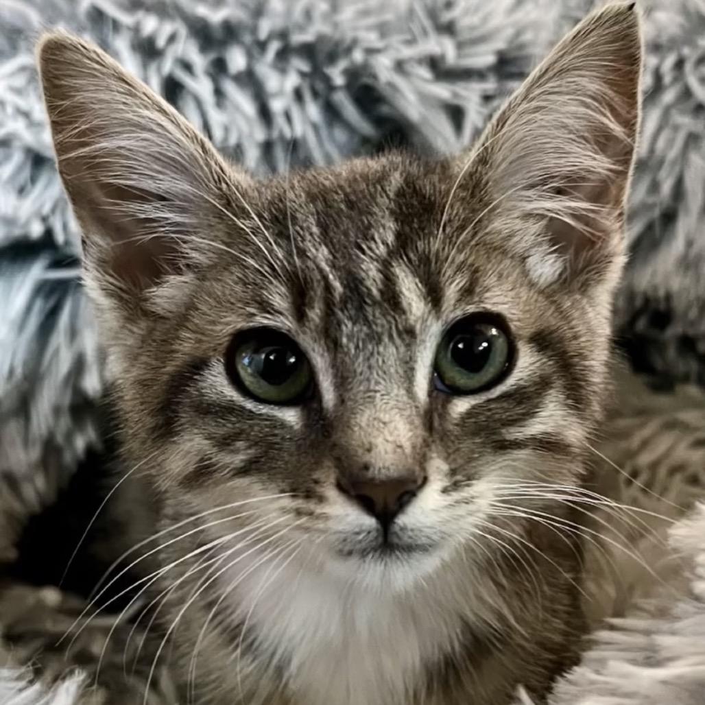 Leila — thumbnail 4