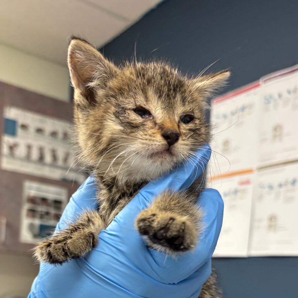 Aqua, Adoptable, Kitten Female Domestic Short Hair.