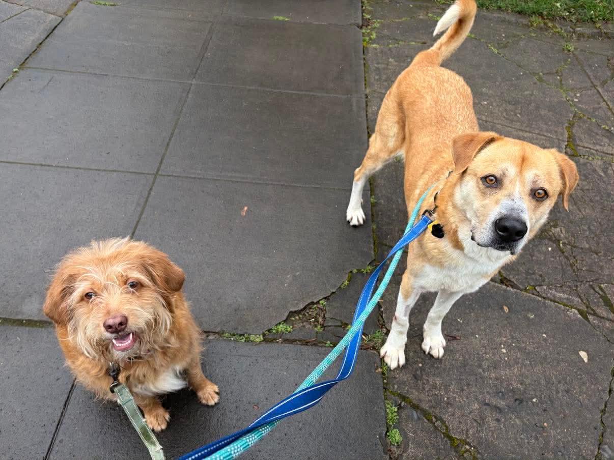 Enlarge Haystack, a ADOPTABLE mixed breed in Beavercreek, OR image 3/6