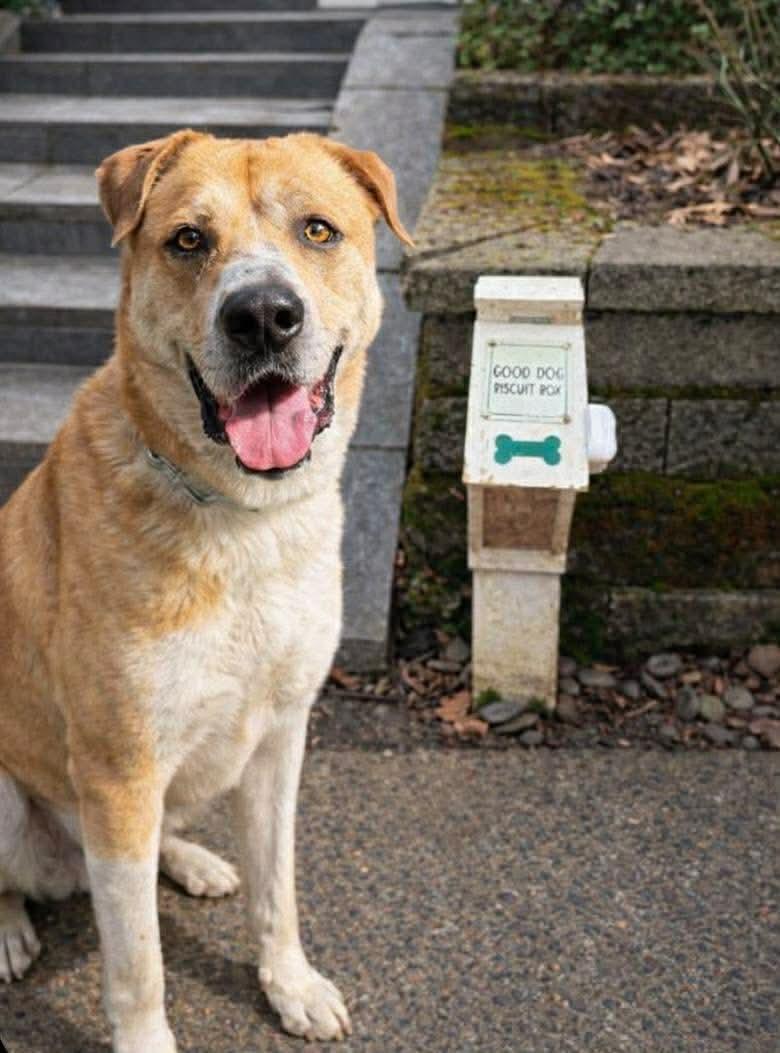 Enlarge Haystack, a ADOPTABLE mixed breed in Beavercreek, OR image 5/6