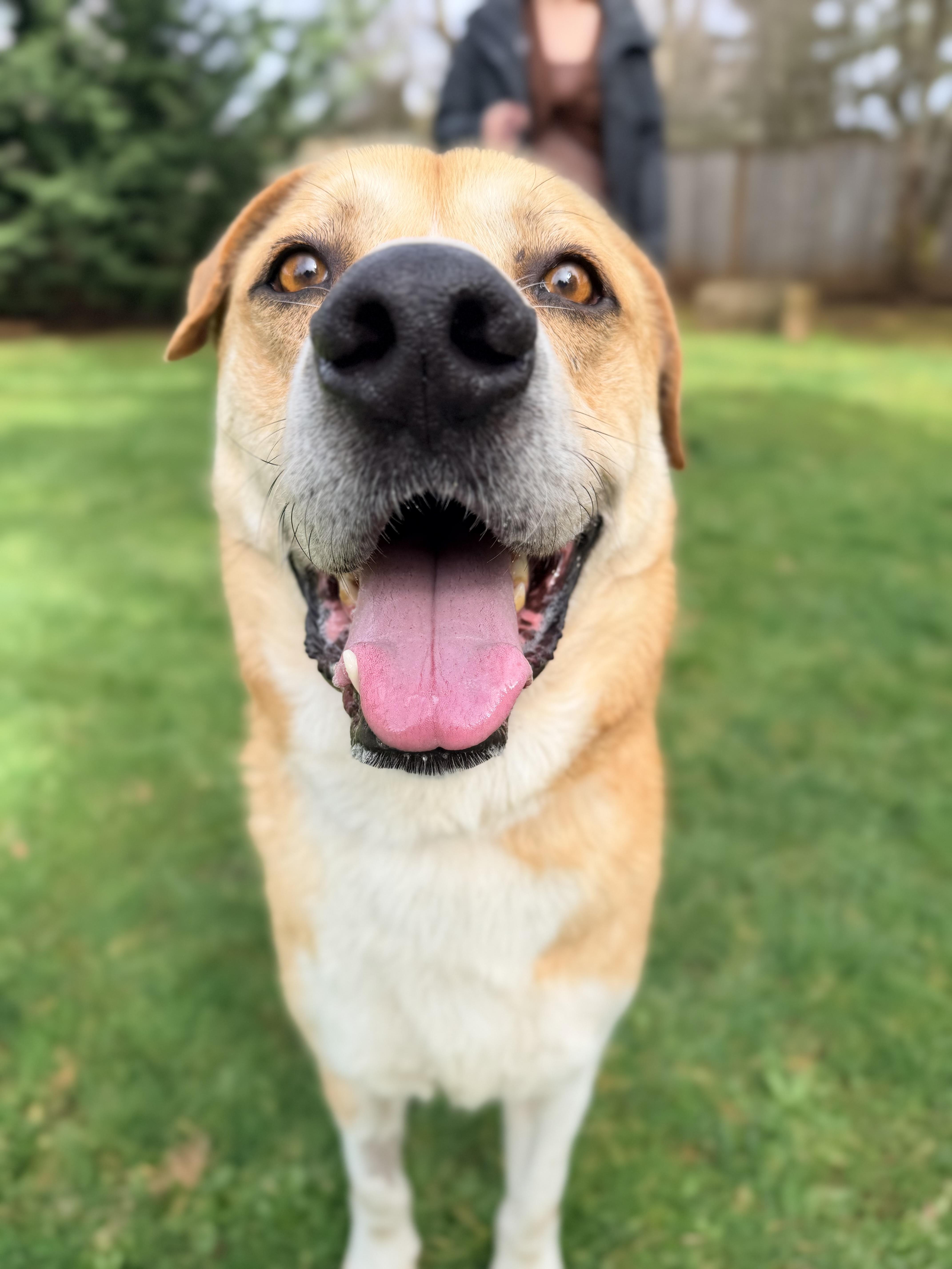 Enlarge Haystack, a ADOPTABLE mixed breed in Beavercreek, OR image 2/6