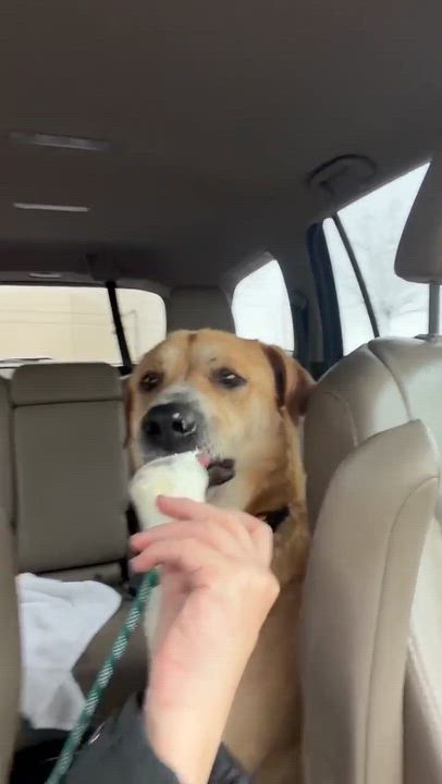 Enlarge Haystack, a ADOPTABLE mixed breed in Beavercreek, OR video 4/6