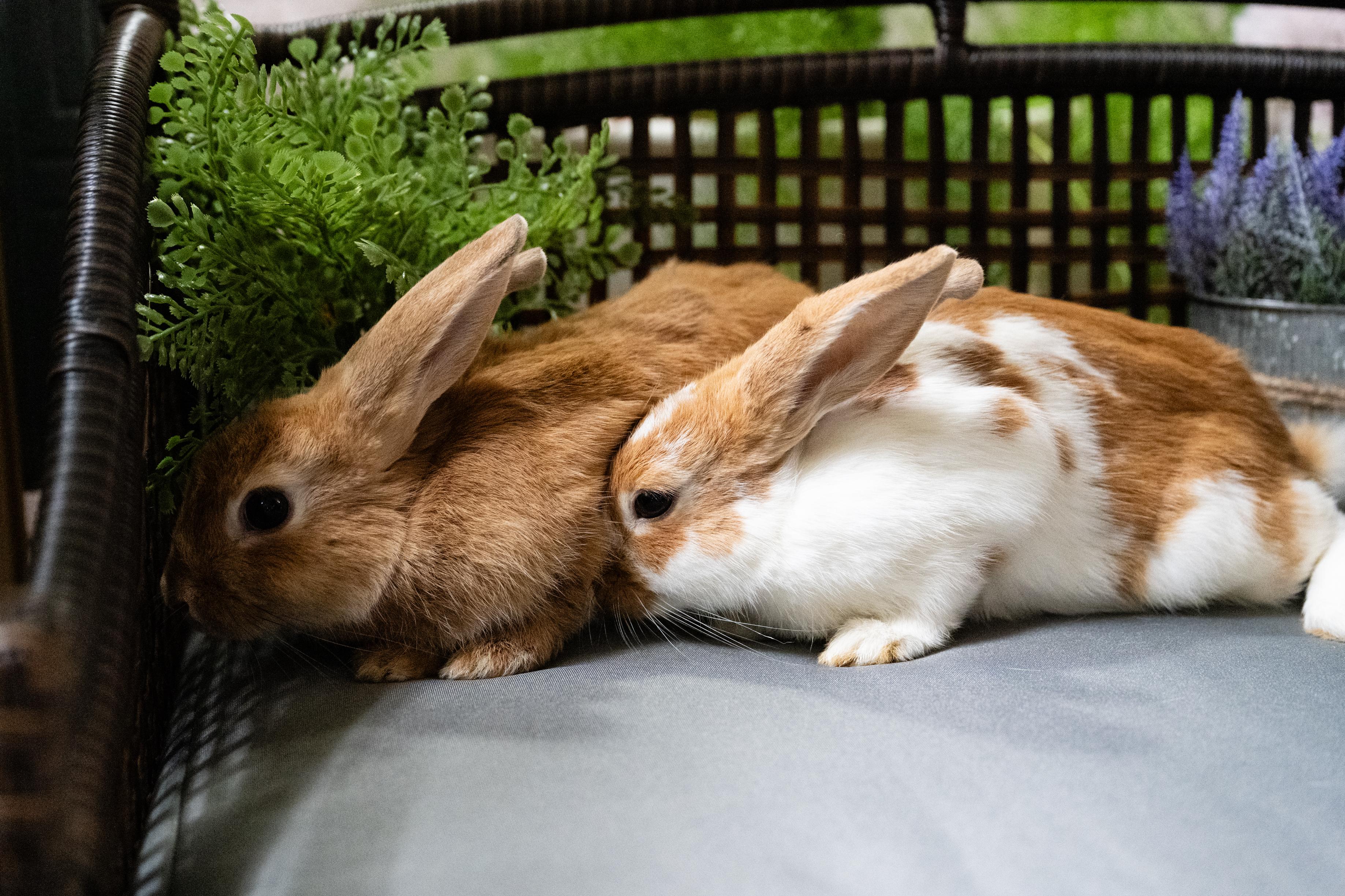 Enlarge Pellet, a Adoptable Bunny Rabbit in Saint Paul, MN image 1/5
