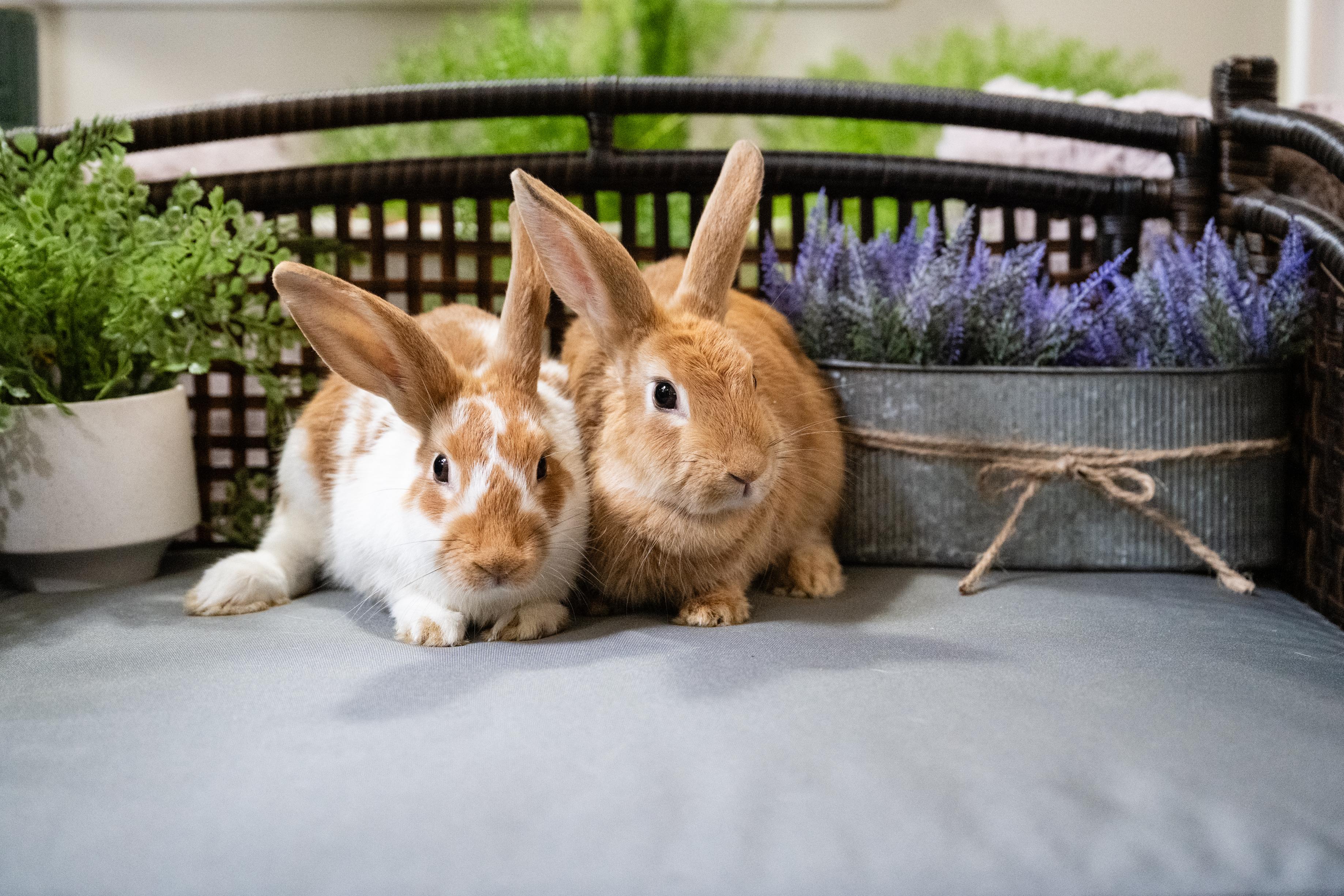 Enlarge Pellet, a Adoptable Bunny Rabbit in Saint Paul, MN image 2/5