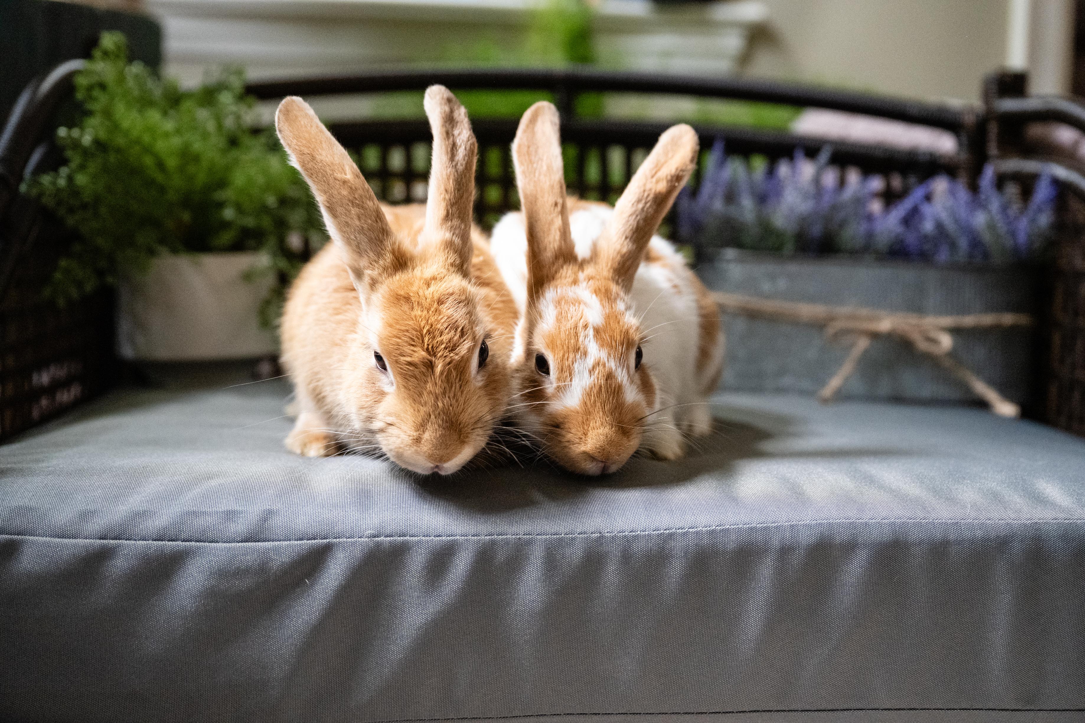 Enlarge Pellet, a Adoptable Bunny Rabbit in Saint Paul, MN image 3/5