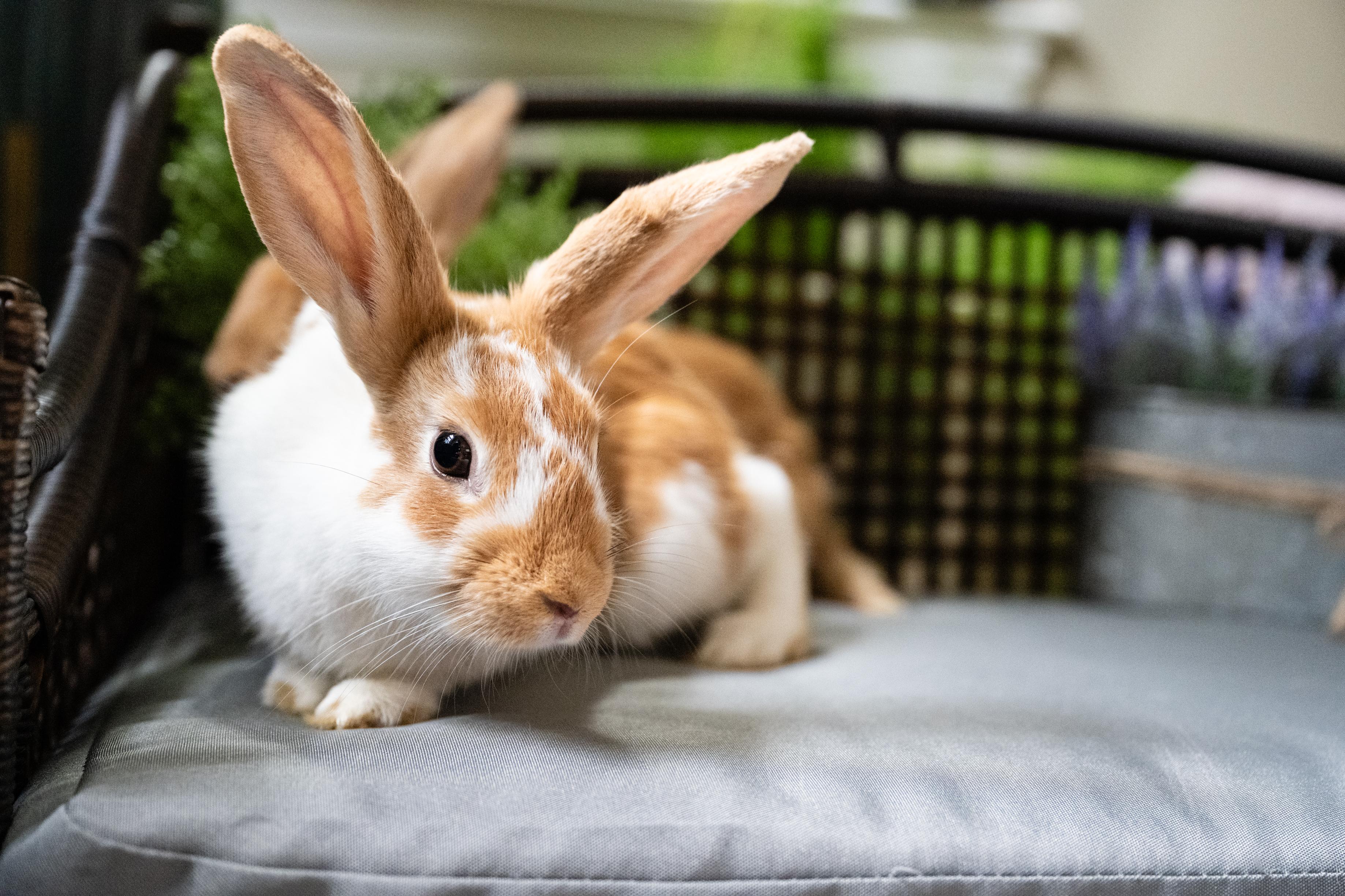 Enlarge Pellet, a Adoptable Bunny Rabbit in Saint Paul, MN image 4/5