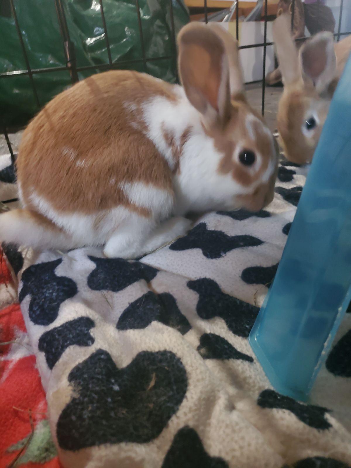 Enlarge Pellet, a Adoptable Bunny Rabbit in Saint Paul, MN image 5/5