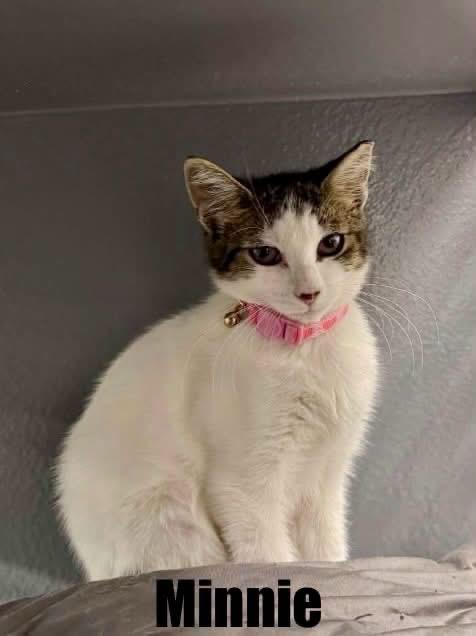Enlarge Robyn, a Adoptable Domestic Short Hair in Staten Island, NY image 4/5