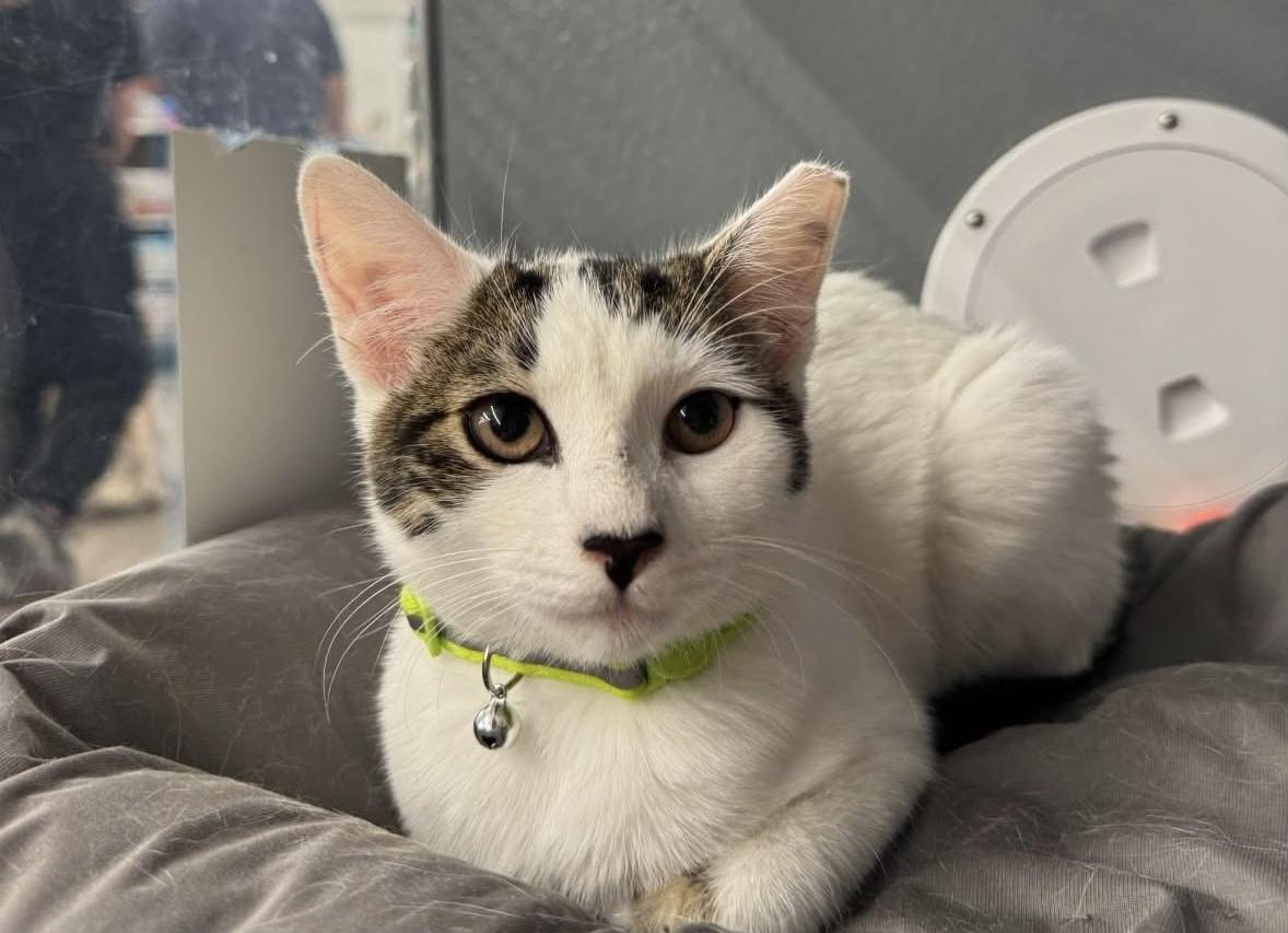 Enlarge Robyn, a Adoptable Domestic Short Hair in Staten Island, NY image 1/5