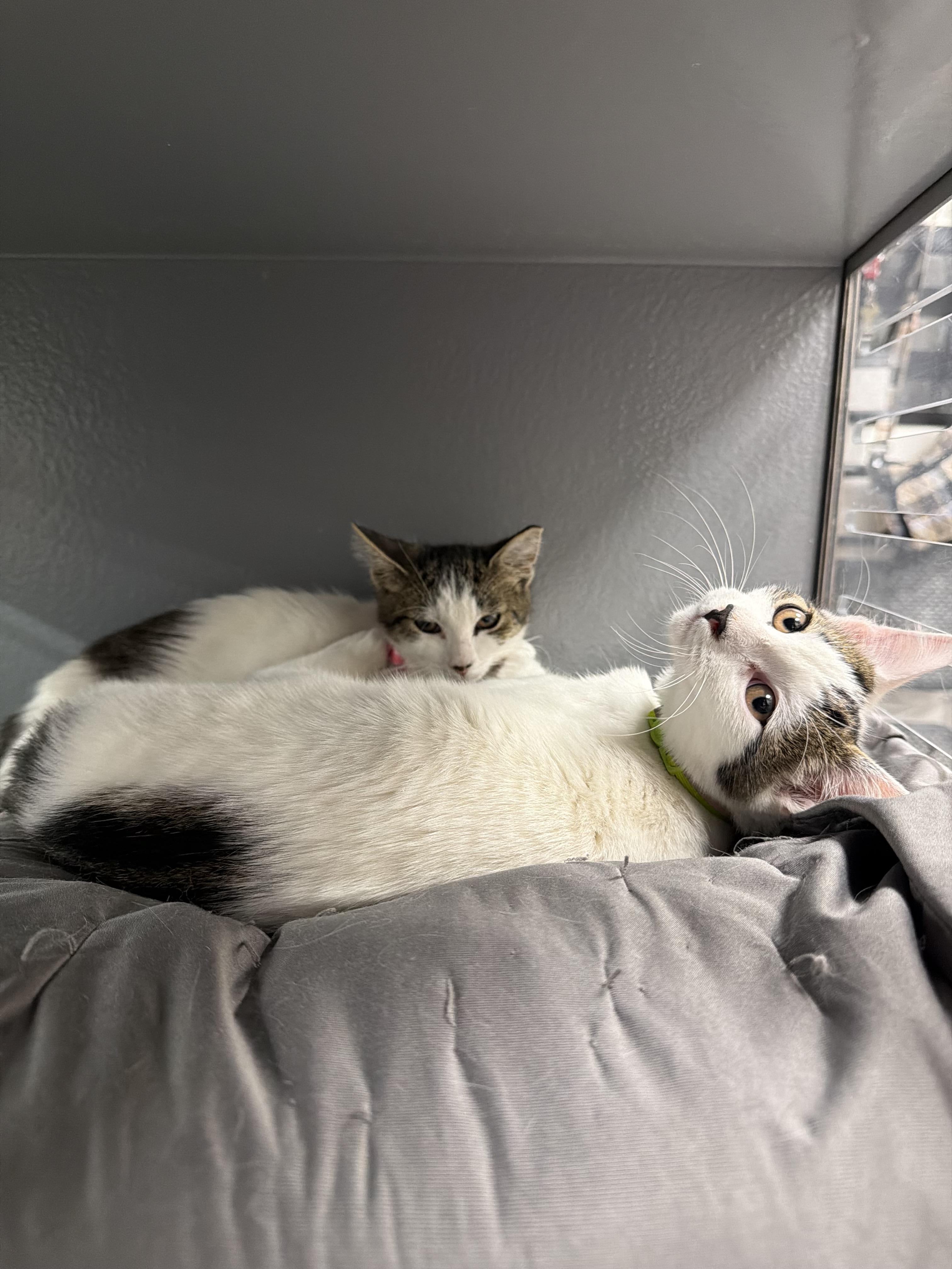 Enlarge Robyn, a Adoptable Domestic Short Hair in Staten Island, NY image 2/5