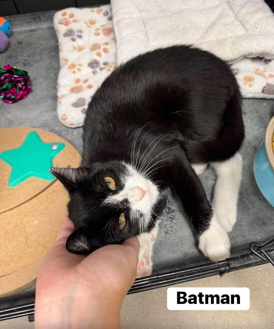 Enlarge Robyn, a Adoptable Domestic Short Hair in Staten Island, NY image 5/5