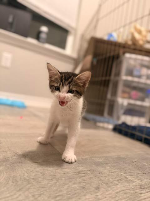 Enlarge Frankie Stein, a Adoptable mixed breed in New Braunfels, TX image 3/3