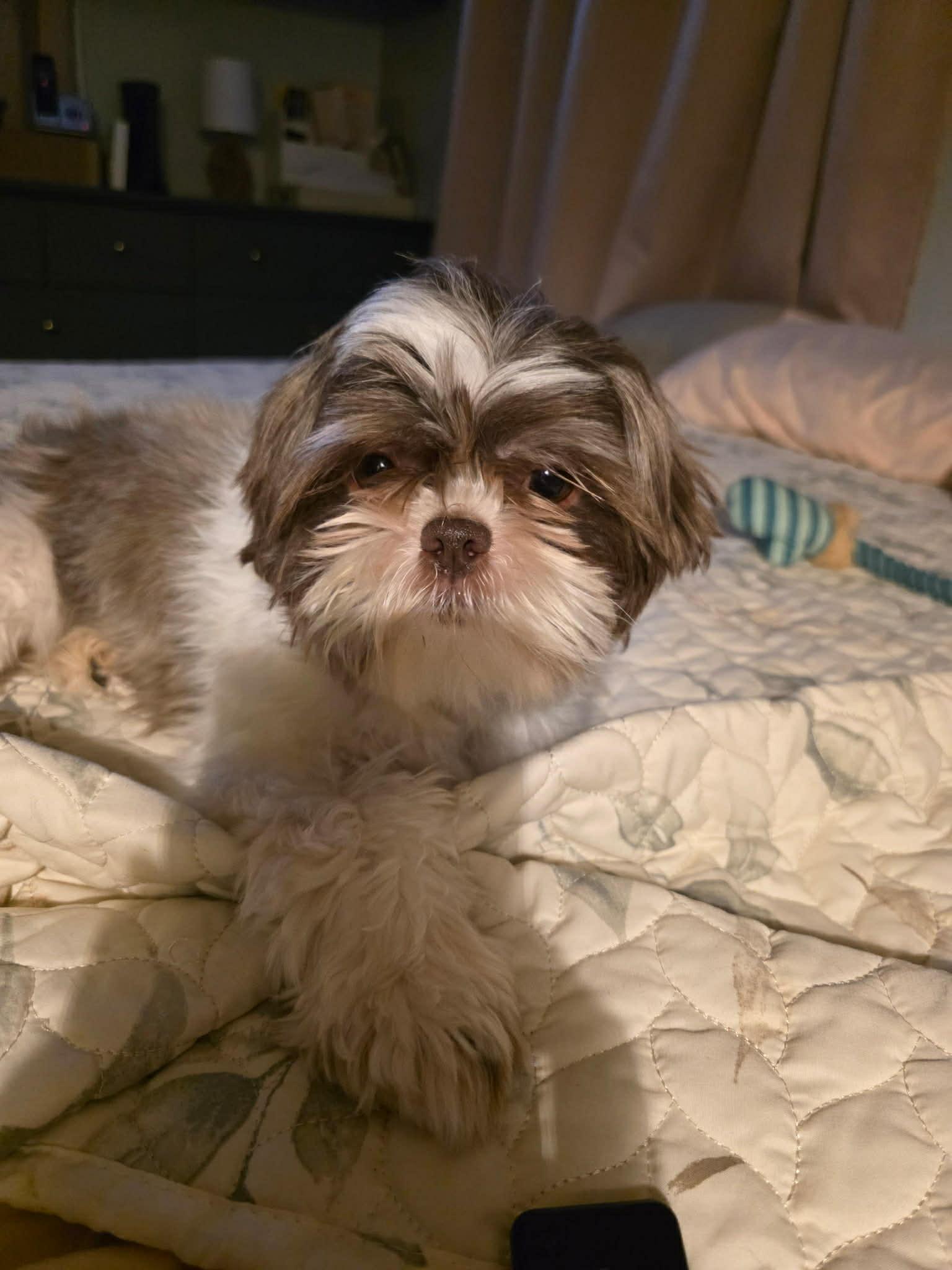 Enlarge Virginia, a ADOPTABLE Shih Tzu in Brunswick, ME image 2/3
