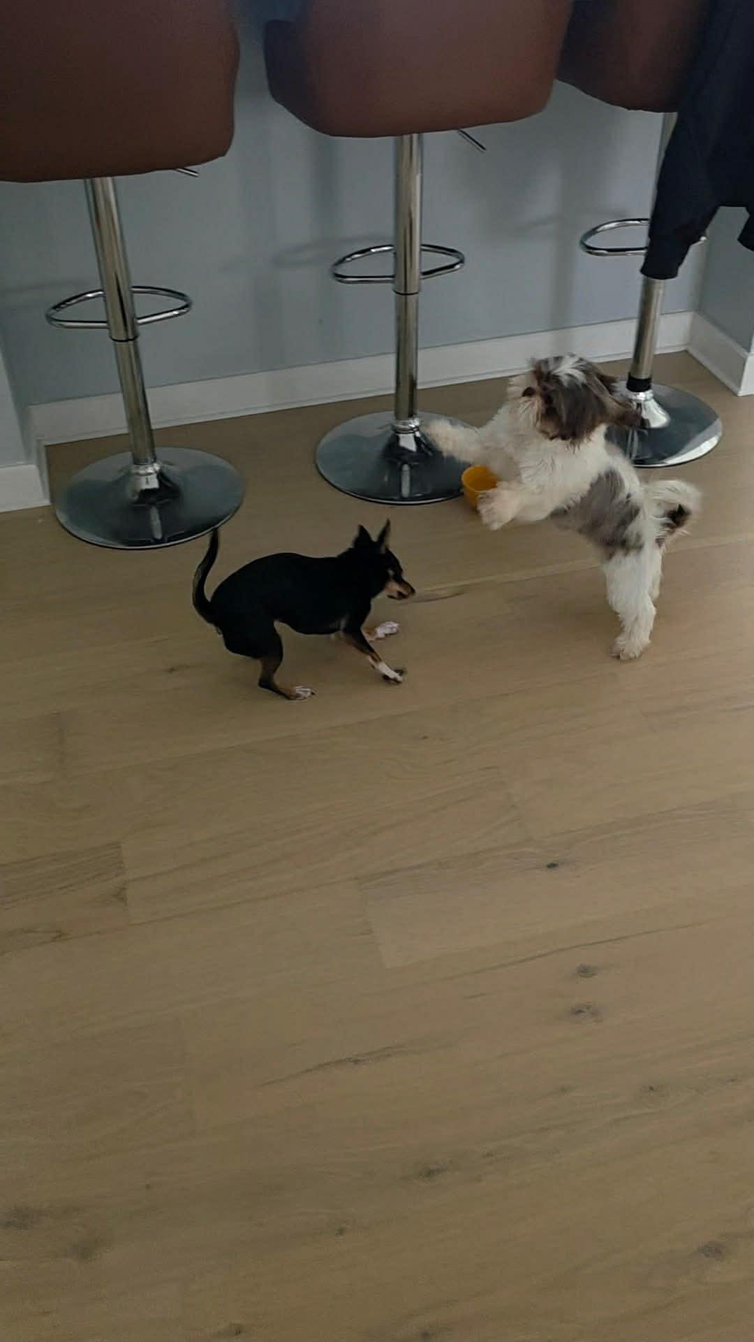 Enlarge Virginia, a ADOPTABLE Shih Tzu in Brunswick, ME image 3/3