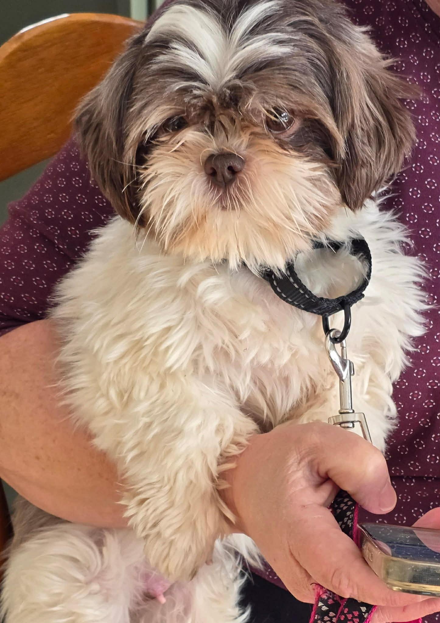 Virginia, ADOPTABLE, Adult Female Shih Tzu.