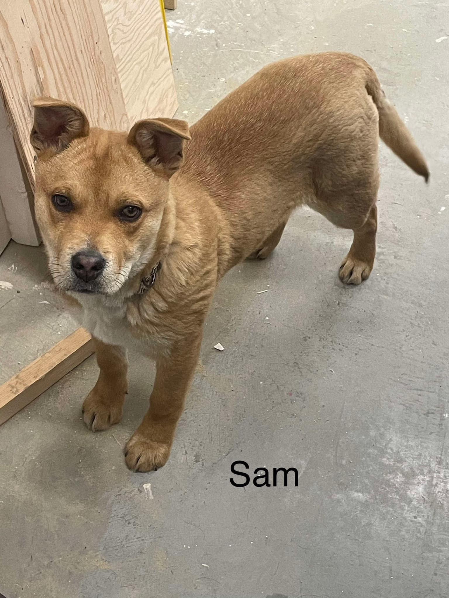 Sam (20250221-08) — thumbnail 6