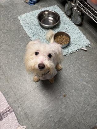 Zonna, a Adoptable mixed breed in Shawano, WI image 1/2