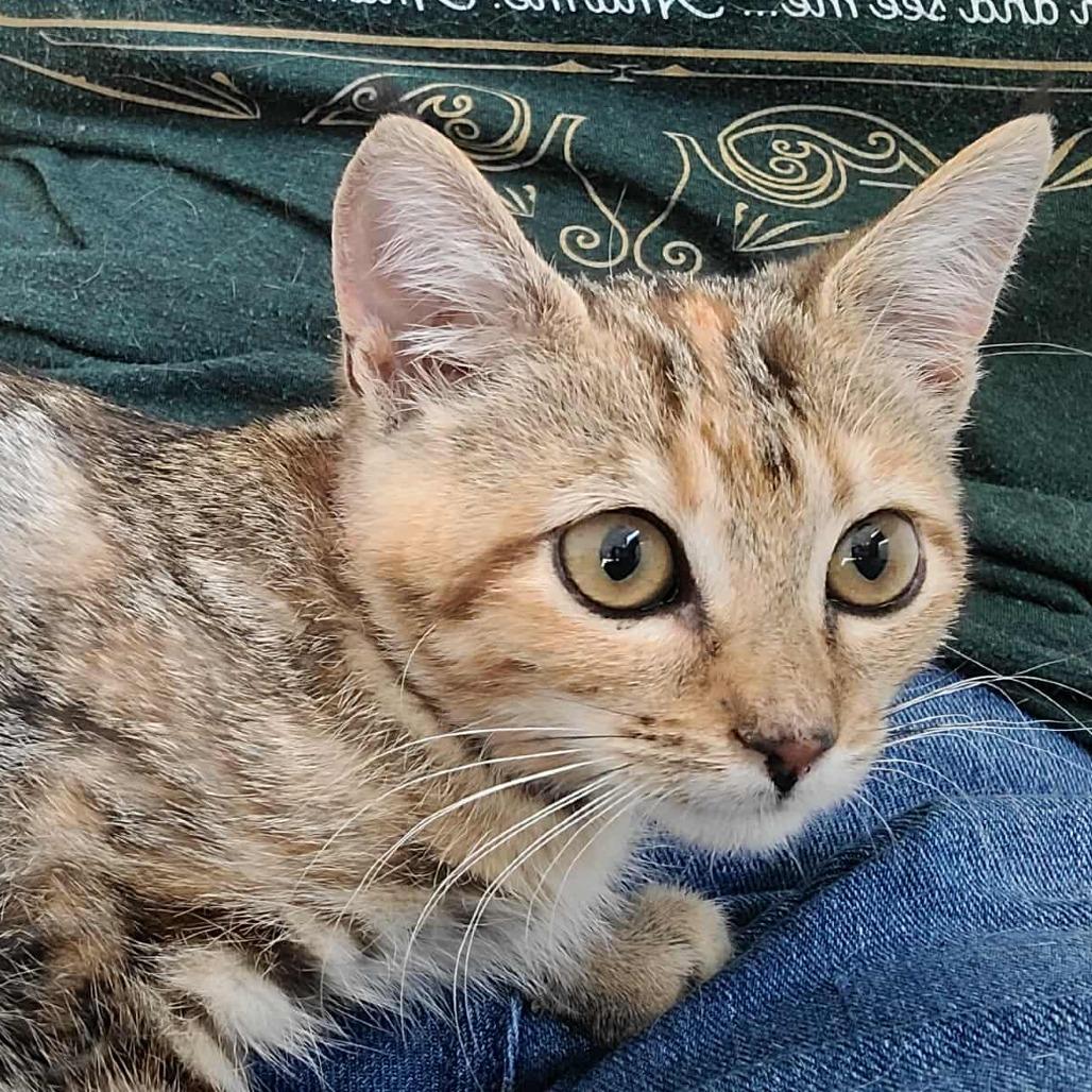 Sally Skellington Knight, Adoptable, Kitten Female Domestic Short Hair.