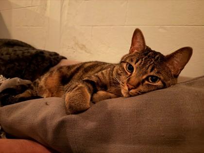 Bleu, a Adoptable mixed breed in Westland, MI image 1/2