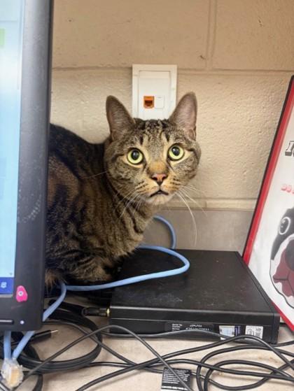 Bleu, a Adoptable mixed breed in Westland, MI image 2/2