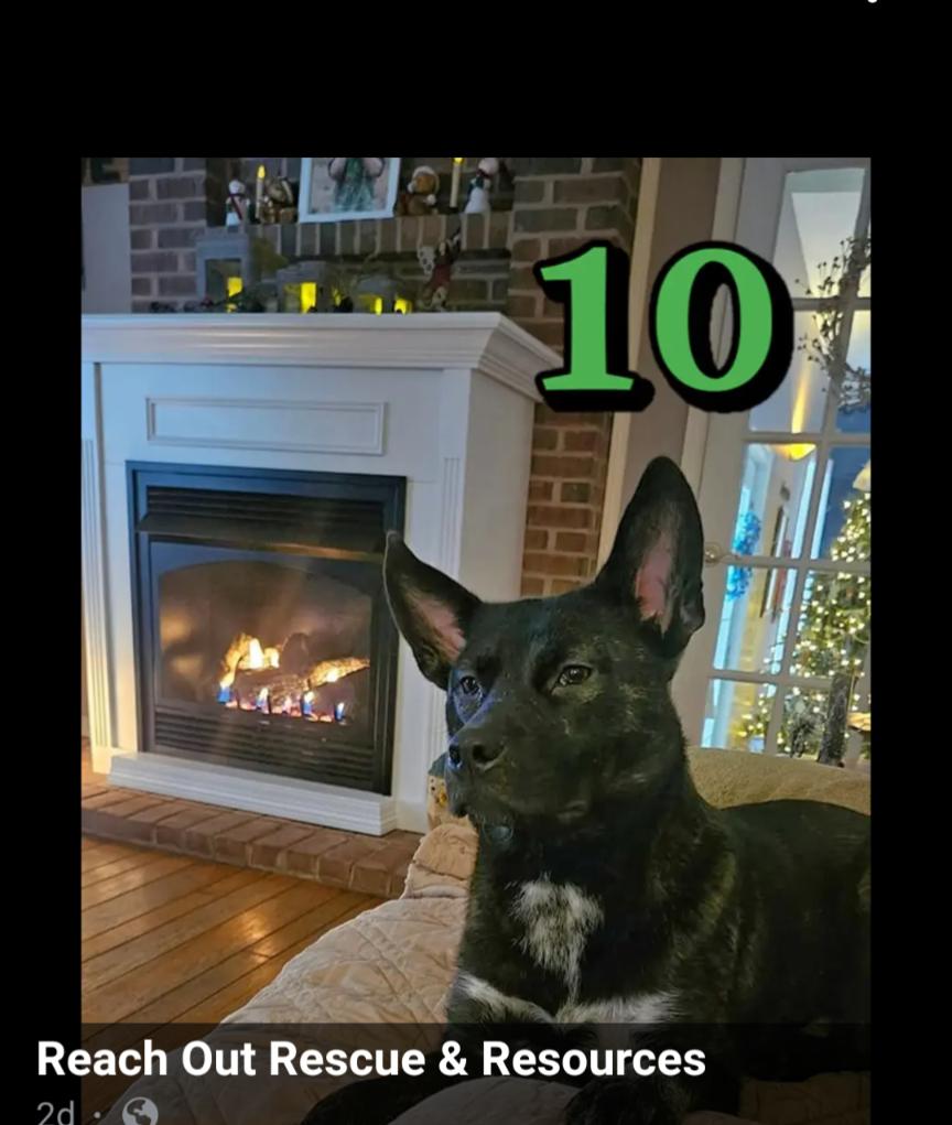 Sasha, Adopted, Young Female Cattle Dog.