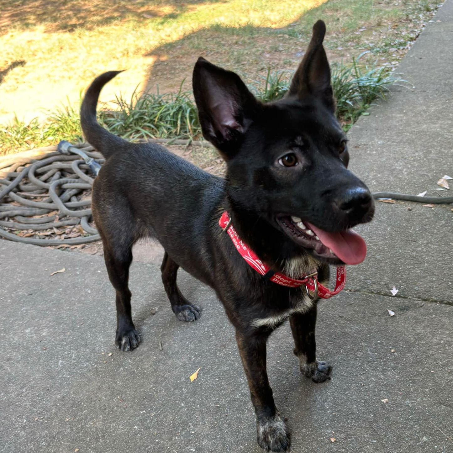 Enlarge Sasha, a Adopted Cattle Dog in Westminster, MD image 2/3
