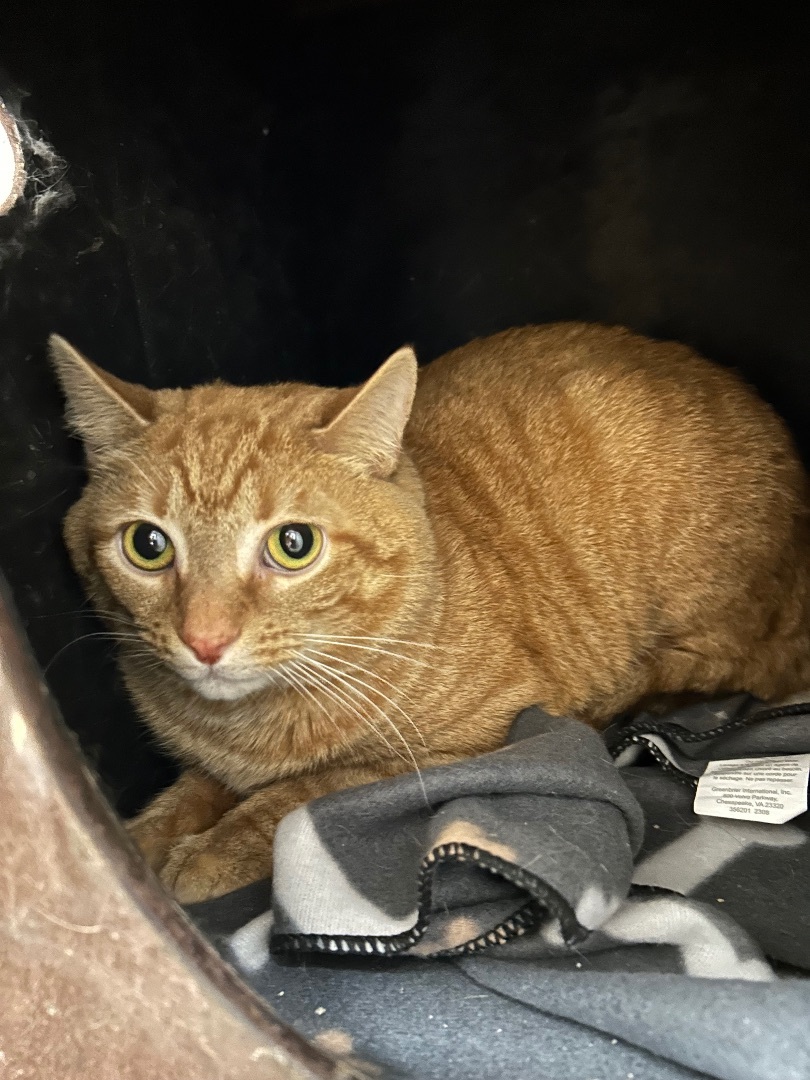 Everett, an adoptable Domestic Short Hair in White Oak, PA_image-1