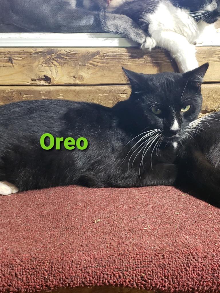 Enlarge Oreo, a Adoptable mixed breed in Plattsburgh, NY image 1/1